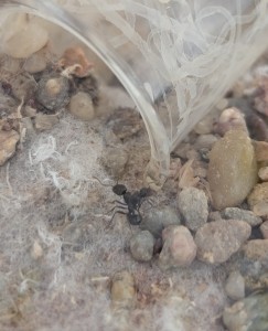 Découverte d’une Messor à deux têtes – besoin de conseils, Messor_2T.jpg