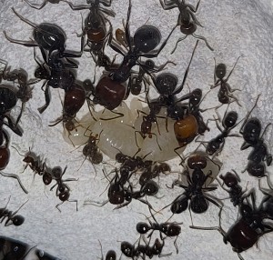 [BLOG] Messor barbarus de Bouboulou, IMG_20250717_182003.jpg