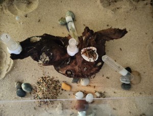Sur le moment..., [BLOG] Messor barbarus de Bouboulou