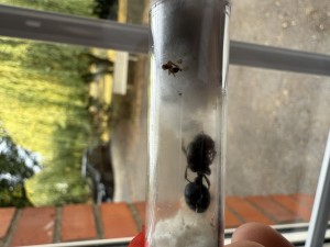 Rip, [Blog] Messor cephalotes de Azra