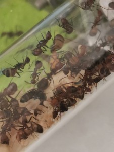 [Blog] Camponotus nicobarensis n°2 de Marie Aromat, IMG_20250720_151042.jpg
