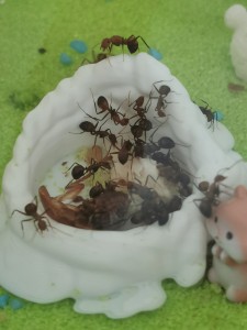 [Blog] Camponotus nicobarensis n°2 de Marie Aromat, IMG_20250720_151102.jpg