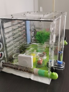 [Blog] Camponotus nicobarensis n°2 de Marie Aromat, IMG_20250720_150755.jpg