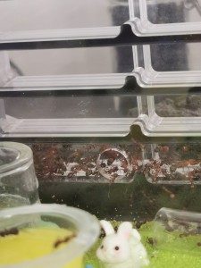 [Blog] Camponotus nicobarensis n°2 de Marie Aromat, IMG_20250720_150717.jpg