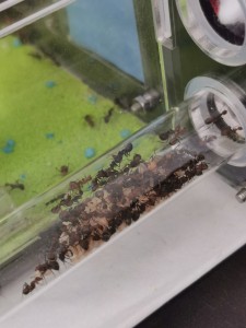 [Blog] Camponotus nicobarensis n°2 de Marie Aromat, IMG_20250720_150646.jpg