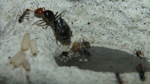 Naissance 2, [Blog] Myrmecocystus placodops (fourmi pot de miel) de Seed noir