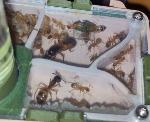 [BLOG] Camponotus sanctus de Bouboulou, IMG_20250717_182231.jpg