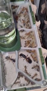 [BLOG] Camponotus sanctus de Bouboulou, IMG_20250717_182147.jpg
