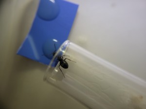 &quot;Miam ! Ça faisait longtemps que je n'avais pas mangé&quot;, Suivi de mes colonies