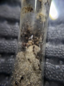 Zoom sur le couvain et quelques physogastries, Suivi de mes colonies