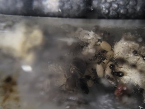 Gros zoom sur la grappe d'oeufs, Suivi de mes colonies