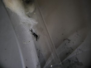 La reine est une ouvrière, Suivi de mes colonies