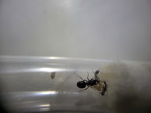 &quot;Cachez-vous les filles ! On est observé&quot;, Suivi de mes colonies