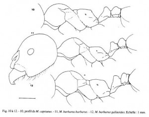 Quel logiciel pour faire des dessins de taxo ?, Thorax Messor.jpg