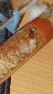 [Blog] La petite aventure de la colonie de Lasius flavus de Salem, IMG_20250724_123949.jpg