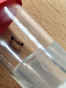 Myrmica rubra?, IMG_20250724_214944.jpg