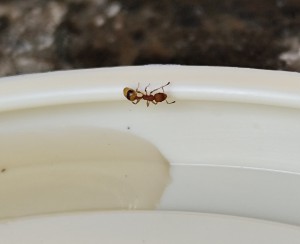 Myrmica rubra?, IMG_20250726_204119.jpg