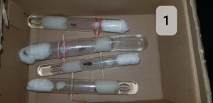 Identification 2 gynes sur Lille, 20250727_060931.jpg