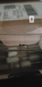 Identification 2 gynes sur Lille, 20250727_061109.jpg