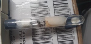 Gyne 2 plus grosse, Identification 2 gynes sur Lille