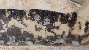 [BLOG] Messor barbarus de Bouboulou, IMG_20250729_112543.jpg