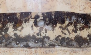[BLOG] Messor barbarus de Bouboulou, IMG_20250729_102909.jpg