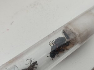 Camponotus herculeanus qui ne se developpent plus !, IMG_20250729_182212.jpg