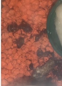 3 la différence de taille est folle, [Blog] Camponotus barbaricus Marmoun