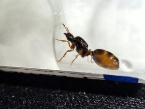 Gyne Solenopsis fugax., Quelle est cette espèce ?