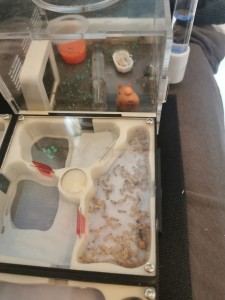 [Q/R] Camponotus fedtschenkoi de Marie Aromat, IMG_20250802_172917.jpg