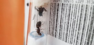 1 b, Identification 2 gynes sur Lille