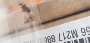 2 b, Identification 2 gynes sur Lille