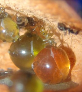 Orangina et Pourprelle 1, [Blog] Myrmecocystus mimicus (fourmi pot de miel) de Seed noir