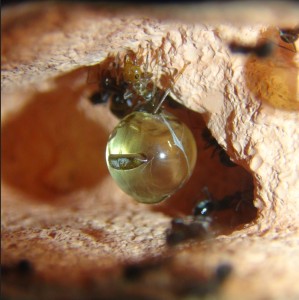 Cristalline 2, [Blog] Myrmecocystus mimicus (fourmi pot de miel) de Seed noir