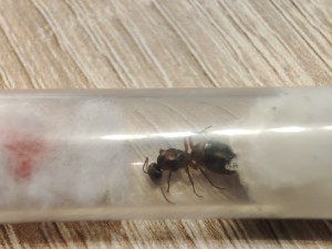 [Blog] Ma 1ère Formica: Formica rufibarbis de Lunderteckel, IMG_20250730_192121(1).jpg