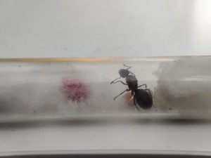 [Blog] Ma 1ère Formica: Formica rufibarbis de Lunderteckel, IMG_20250804_190323.jpg