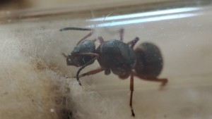 Demande d'identification de plusieurs espèces., IMG_20250805_190534.jpg