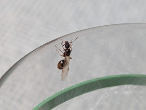 Identification gynes du côté de Nantes, PXL_20250806_062849780.jpg