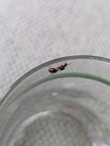 Identification gynes du côté de Nantes, PXL_20250806_063457984.jpg