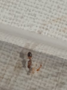 [Temnothorax sp.] Demande d'aide pour identifier plusieurs especes, IMG_20250806_092111.jpg