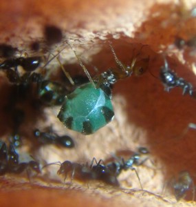Myrmecocystus mimicus jumelle 2, [Blog] Myrmecocystus mimicus (fourmi pot de miel) de Seed noir