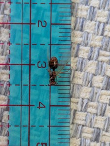 Identification gynes du côté de Nantes, PXL_20250807_062541063.jpg