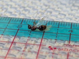 Identification gynes du côté de Nantes, PXL_20250807_062621043.jpg