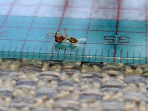 Identification gynes du côté de Nantes, PXL_20250807_063318493.jpg