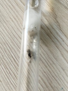 Identification gyne, IMG_20250807_093006.jpg