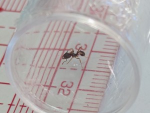 Identification gynes du côté de Nantes, PXL_20250808_073910707.jpg