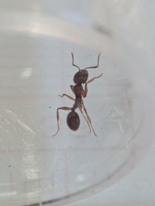 Identification gynes du côté de Nantes, PXL_20250808_074225622.jpg