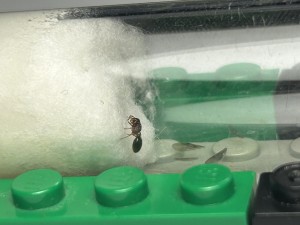 Vue de profil sans ailes., Petite gyne à la frontière allemande
