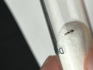 Vue 2 de dessous sans ailes., Petite gyne à la frontière allemande