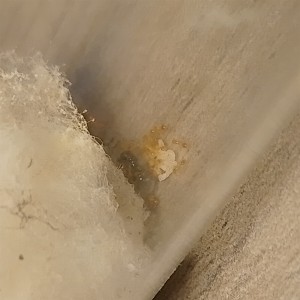 Solenopsis fugax, [Blog] les fondation de Gigi
